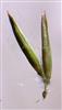  Homogamous spikelets at base of sessile raceme